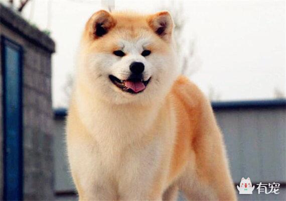 日本的”外交官“——秋田犬