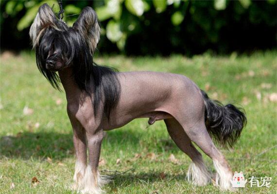 世界上最丑的狗，没有之一——中国冠毛犬