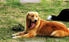 <b>金毛犬的美容养护方法</b>