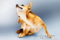 <b>史上最全宠物犬皮肤问题汇总</b>