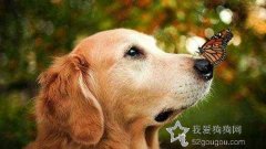 犬的品种与遗传病