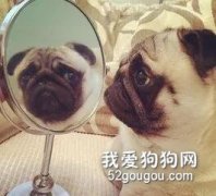 狗狗照镜子的时候，在想些什么？