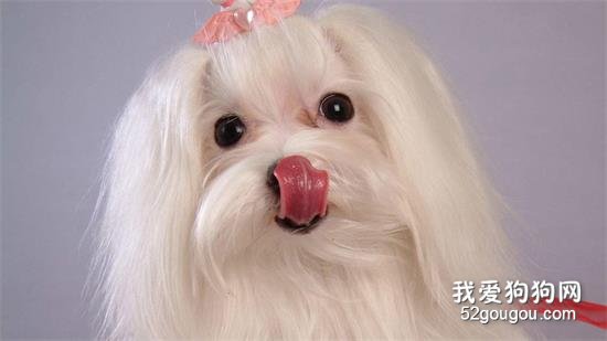 给狗狗修剪被毛的方法和注意事项 给狗狗修剪被毛的方法和注意事项
