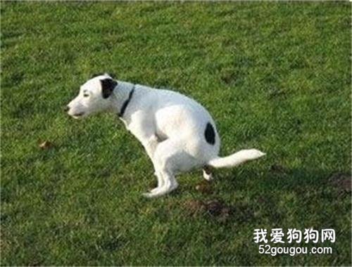 【怎样训练狗狗大小便】教会你的狗狗如何定点大小便 【怎样训练狗狗大小便】教会你的狗狗如何定点大小便