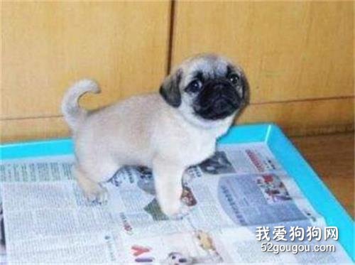 【怎样训练狗狗大小便】教会你的狗狗如何定点大小便 【怎样训练狗狗大小便】教会你的狗狗如何定点大小便