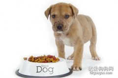 狗狗一天喂几次食比较好？