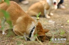 几招教会你怎样不让狗狗乱刨地