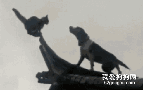 猫狗决战屋顶之巅，这是战斗民族养的宠物？