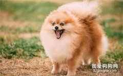 博美犬饲养照顾全攻略，轻松掌握！