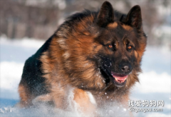 德国牧羊犬眼屎多怎么办？