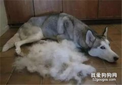 狗狗掉毛严重的八大原因