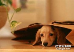 怎么训练好一只狗狗?