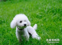 怎么训练贵宾犬指定地点大小便?