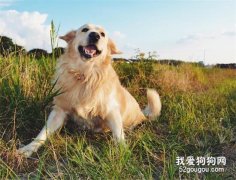 金毛犬的训练方法?
