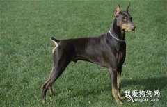 训练杜宾犬的方法