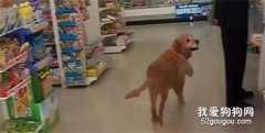 <b>狗狗每天去超市偷东西，跟踪它到主人家后...</b>