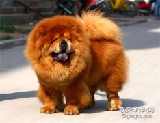 松狮犬洗澡的目的、时间及方法