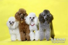 如何让贵宾犬变的漂亮