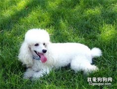 一个月贵宾犬怎么养