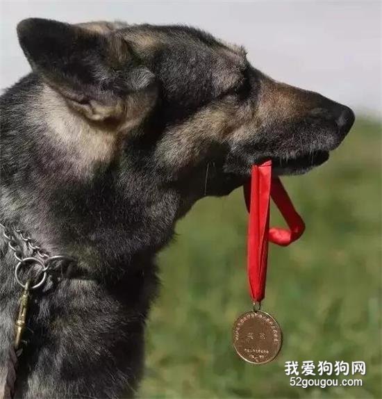 <b>泪目！“5·12”汶川地震英雄搜救犬“银虎”走了……</b>