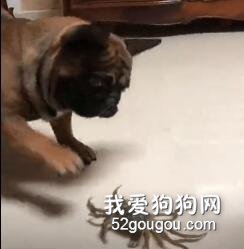 狗砸第一次见到螃蟹，这反应…大概在舞狮吧？