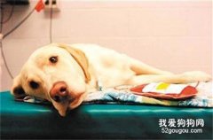 病犬如何喂养护理？