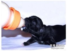 如何护理新生幼犬？8个要点