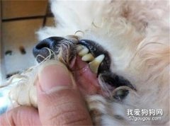如何防止小狗有牙结石？狗狗得了牙结石会怎么样？