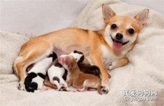 母犬哺乳期如何护理？