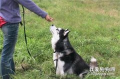 狗狗一出门就跑丢，怎么训练？