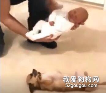 狗狗学小婴儿平躺求主人抱，“我也是宝宝，快抱我！”