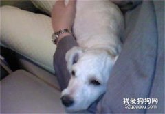 犬外出晕车怎么办？