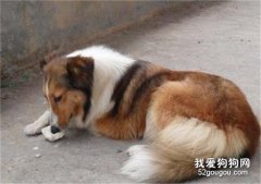 犬咳血的原因与急救方法