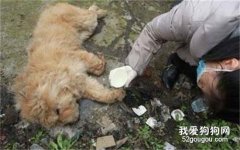 犬休克怎么办？