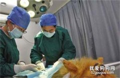 狗狗在医院做完绝育手术后，都要注意什么呢？