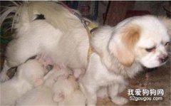 刚出生的幼犬3个喂养要点