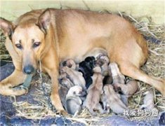 母犬如何给幼犬哺乳？