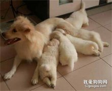 哺乳期母犬喂养要点