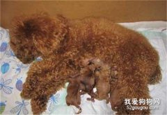 母犬产后能不能立刻洗澡？