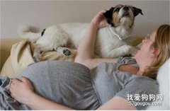 犬弓形虫是怎么回事？（犬弓形虫对孕妇的影响）