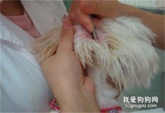 狗狗耳痒螨病因与治疗方法