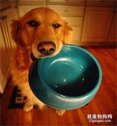 狗狗偏食怎么办？