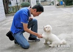 如何训练狗狗握手呢？