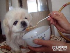 狗狗进食训练的5个要点