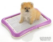 <b>如何教狗狗学会使用狗厕所？</b>