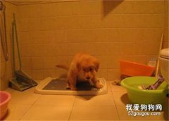 <b>训练狗狗上厕所的时机</b>