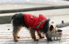 如何禁止狗狗随地捡食？