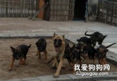 <b>宠物狗的“社会化”训练</b>