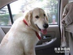 <b>如何带狗狗乘车？</b>