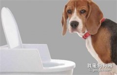<b>如何训练狗狗外出时，定点大小便？</b>